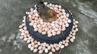 Download lagu Beautiful Young Hen Hatching Too many Eggs - Hen Harvested 100 Eggs to baby chicks mp3 Download lagu Beautiful Young Hen Hatching Too many Eggs - Hen Harvested 100 Eggs to baby chicks mp3