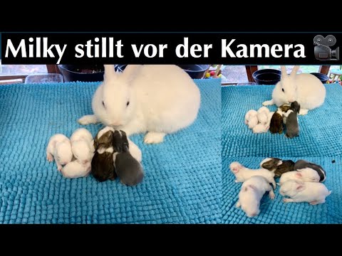 , title : 'Milky stillt vor der Kamera/Babys sind so süß/Kaninchenbande'