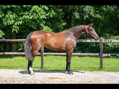 Liangela Z (LIANOS SITTE x TANGELO VD ZUUTHOEVE) - Video 2 video thumbnail