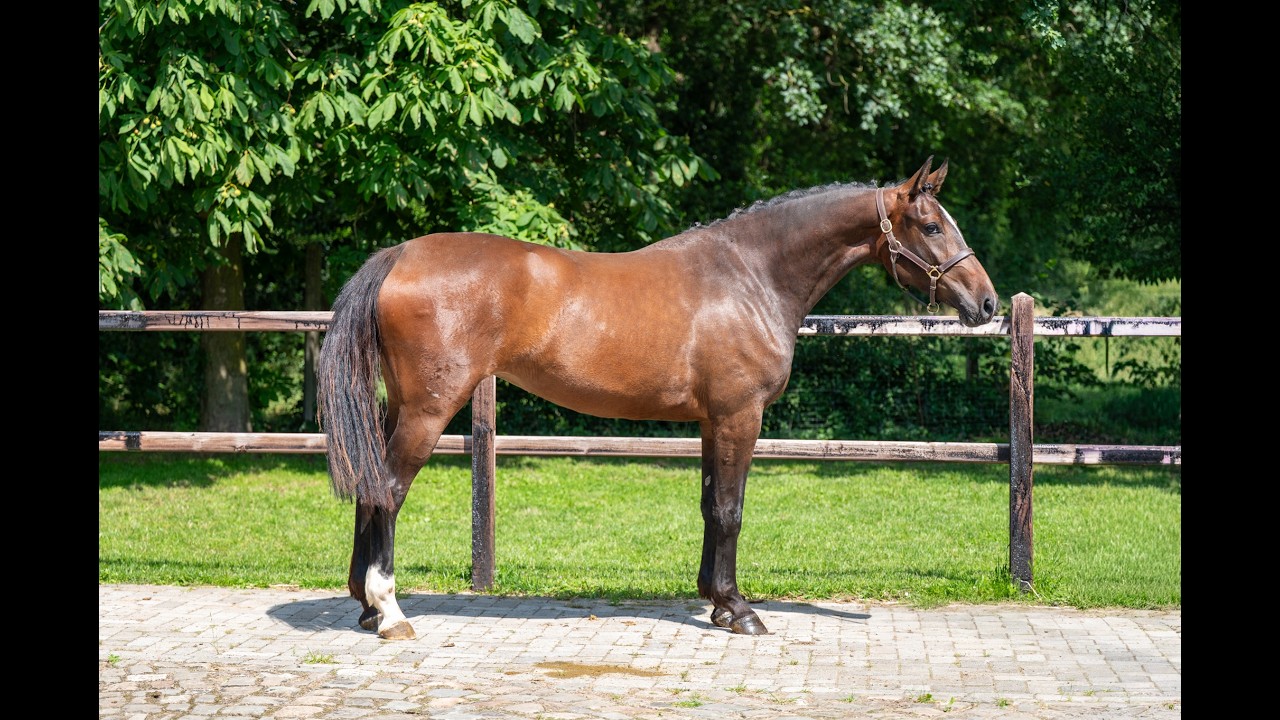 Liangela Z (LIANOS SITTE x TANGELO VD ZUUTHOEVE) video 1