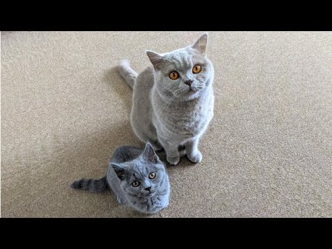 Big Cat meets Little Kitten for the first time! | Introducing two cats