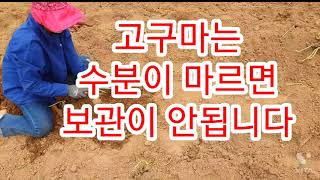 맨발황토 추억놀이 고구마보관방법 출렁다리분수쑈
