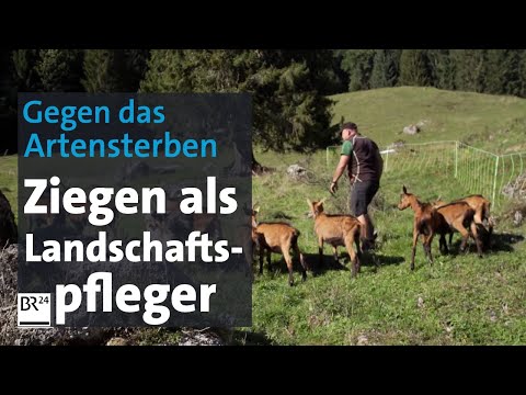 , title : 'Landschaftspfleger: Mit Ziegen gegen das Artensterben | Abendschau | BR24'