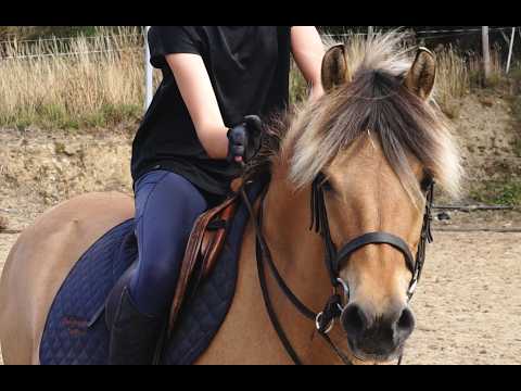 ๐ 13h Pony Club Pony ๐ - Image 2