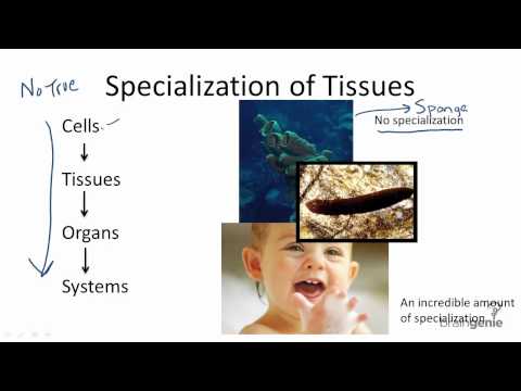 13.2.2 Specialization of Tissues