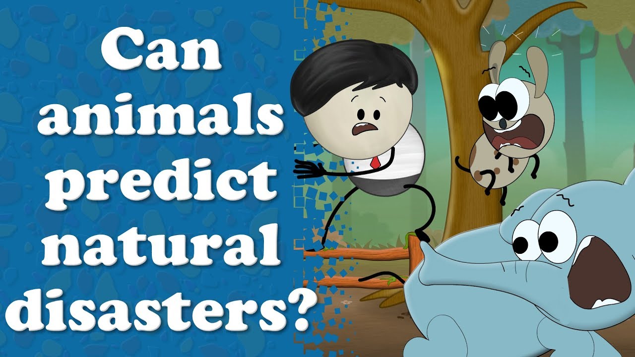 Can animals predict natural disasters? | #aumsum #kids #science #education #children