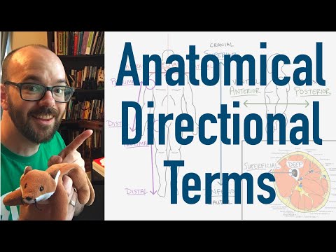 Anatomical Directional Terms - Why Doctors Use Big Words to Describe Where Things Are