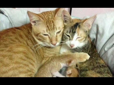 Father Cat Supports Mom Cat Giving Birth, A very happy family.