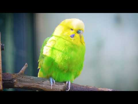 Chill Out: 8-Hour Budgie Sounds for Your Lonely Feathered Friends