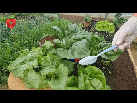 , title : 'Biljke rastu kao lude - ovo je najbolji način uzgoja povrća'