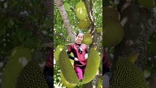 Download lagu #harvesting #jackfruit #langka #shorts #shortvideo mp3