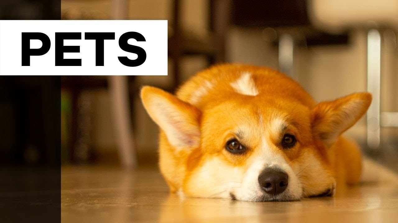 Pais de pet | Christian Dunker | Falando nIsso