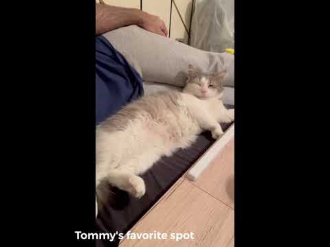 Tommy - Snuggle Bunny, an adopted Domestic Medium Hair Mix in New York, NY_image-1