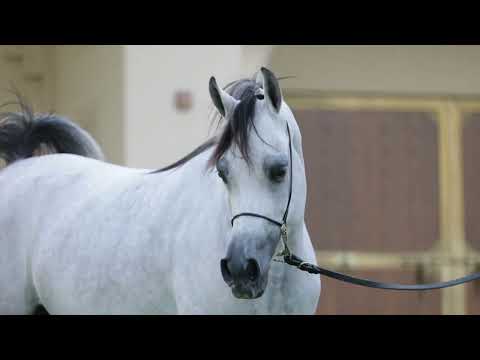 D SIREEN | Dubai Stud Auction 2022