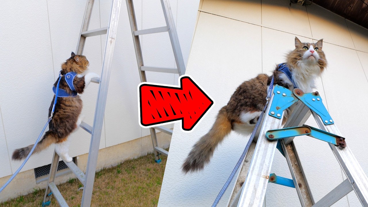なんの躊躇もなく当然のように脚立を登り始めるデカ猫ボス吉ｗｗｗ