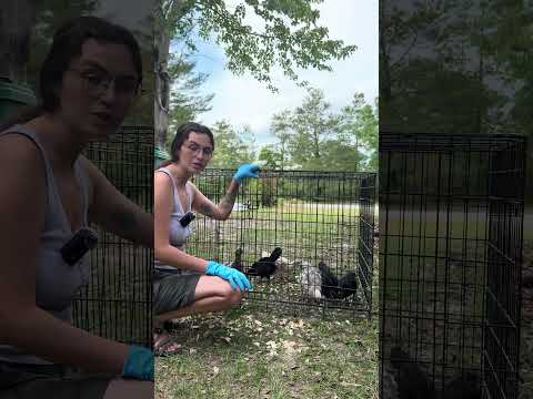 Конопляна підстилка для курчат: огляд від Moon and Sky Homestead