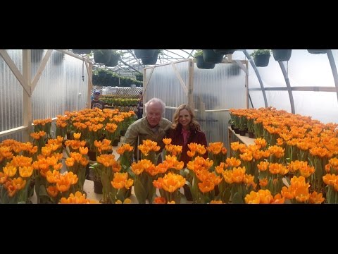 Tulips in Spring FuLL Movie onLinE StreaM