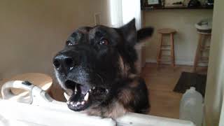 German Shepherd Barking - Rocko's Teeth