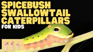 ASL Spicebush Swallowtail Caterpillars for Kids