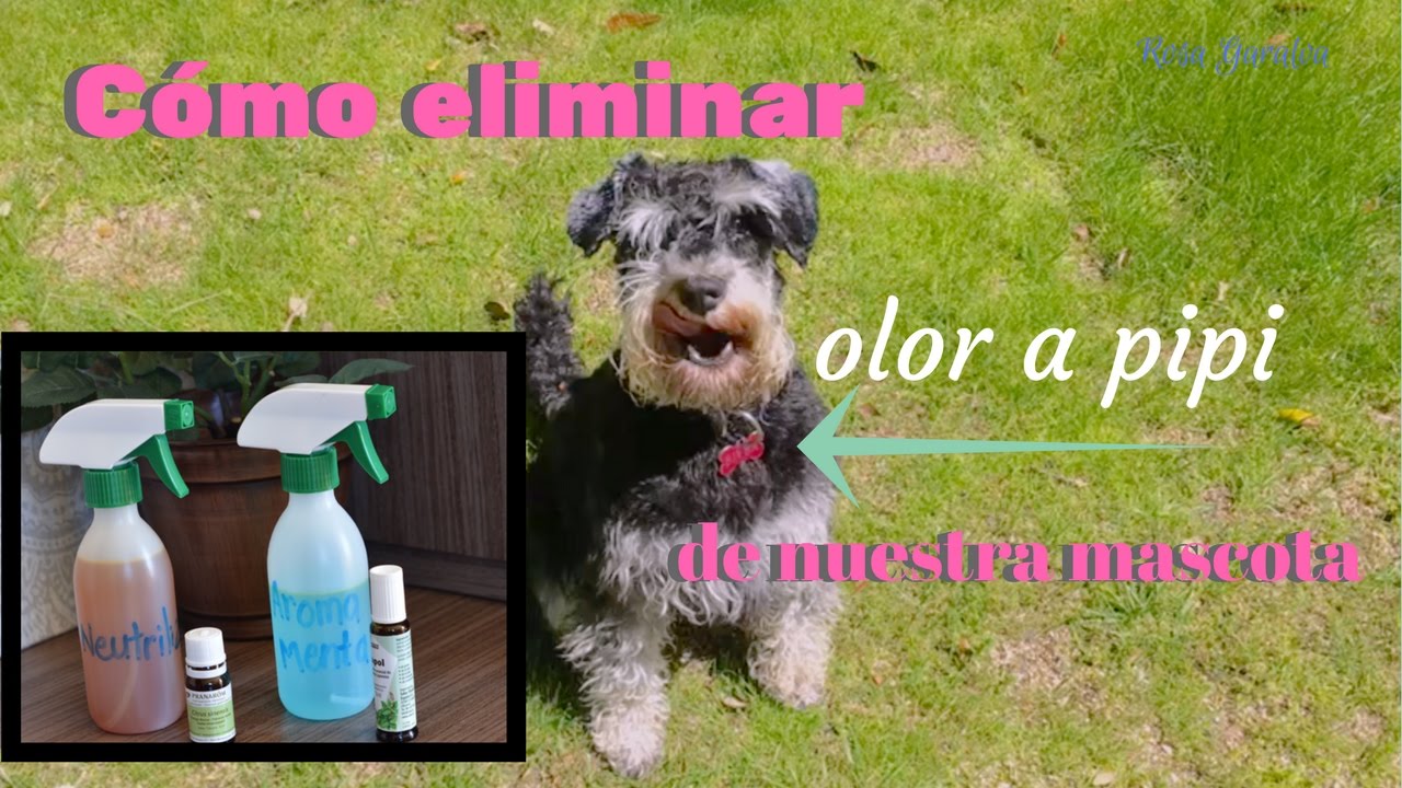 Ambientador casero para controlar el olor a mascota
