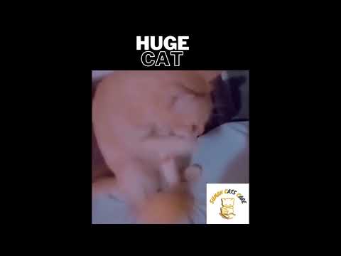 #mysweetcats #catscare