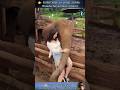 18 AMAZING Animal Clips You MUST See WILD ZOOM Animals Animalshorts Animalclips