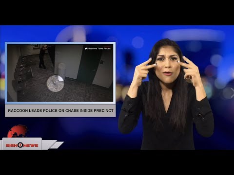 Raccoon leads police on chase inside precinct (ASL - 10.4.18)