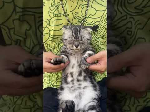 laugh 4 you cute cat dance with me hip hop🐈🐈🐈😍🤣🤣#shorts