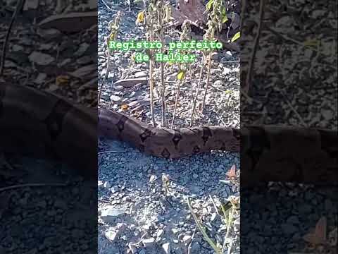 🐍 Encontro com a Natureza em Cedro do Abaeté-MG Uma linda jiboia foi vista atravessando uma estrada