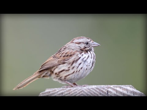 Strnádlik spevavý (Melospiza melodia) — spev a hlas v prírode