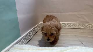 ハーフ犬の動画01