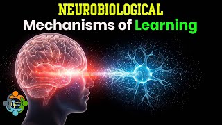 Neurobiological Mechanisms of Learning