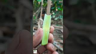 Download lagu Okulasi Tanaman Karet (Havea brasiliansis) #shorts mp3
