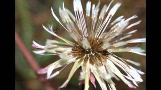 It's over now - Sons of Korah.