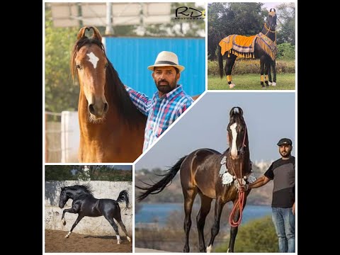 Top 4 Stallion In Dev Stud Farm , Rajsamand (Rajasthan) Owner Ganesh Ji Gurjar | India Top Stud farm