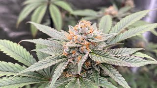 Indoor grow 2023: Humboldt All Gas OG flowering week 6 under Spider Farmer G3000