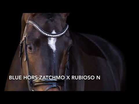 Zunique *2015 (Blue Hors Zatchmo x Rubioso N)