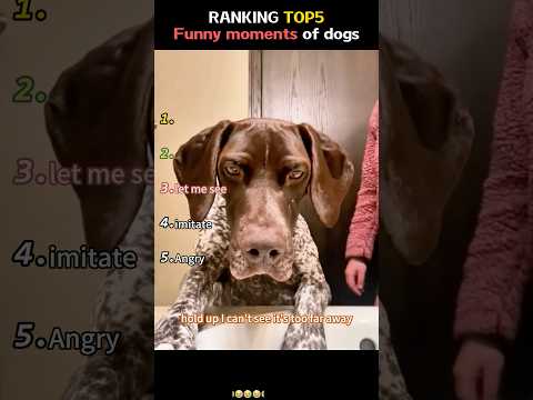 Funny Dog Voiceover Ranking #funny #dog #pets #ranked #fyp #funnyvideo