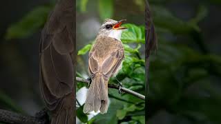 Download lagu Trucuk alam liar gacor parah #trucukan mp3