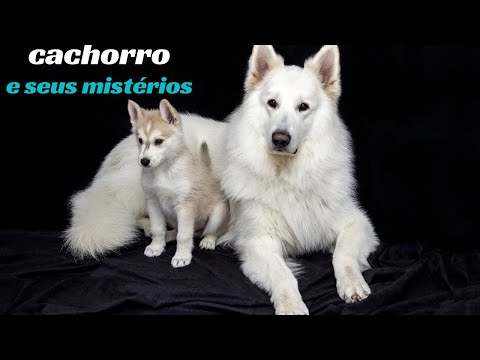 Cachorro e seus mistérios