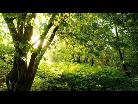Wonderful bird song and spring forest, calm, zen, relaxing, peaceful nature