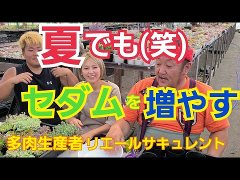 セダム「マトロナ」 植物