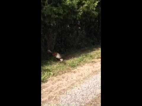 Erythristic Color Phase Turkey