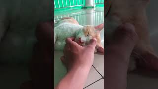 Download lagu Kucing lagi santai mp3