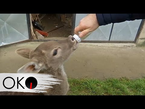 Oko Magazin: Jeleni na istoku, Južna Amerika na severu Srbije