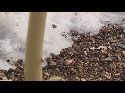 Sierra snow drought impacts early ski season in Northern California