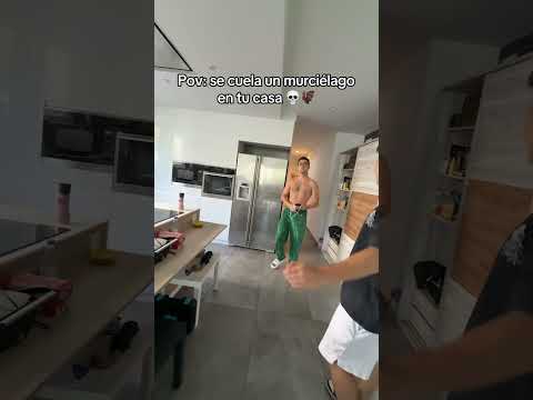 Cuando Se Cuela Un Murcielago En Casa 💀🦇
