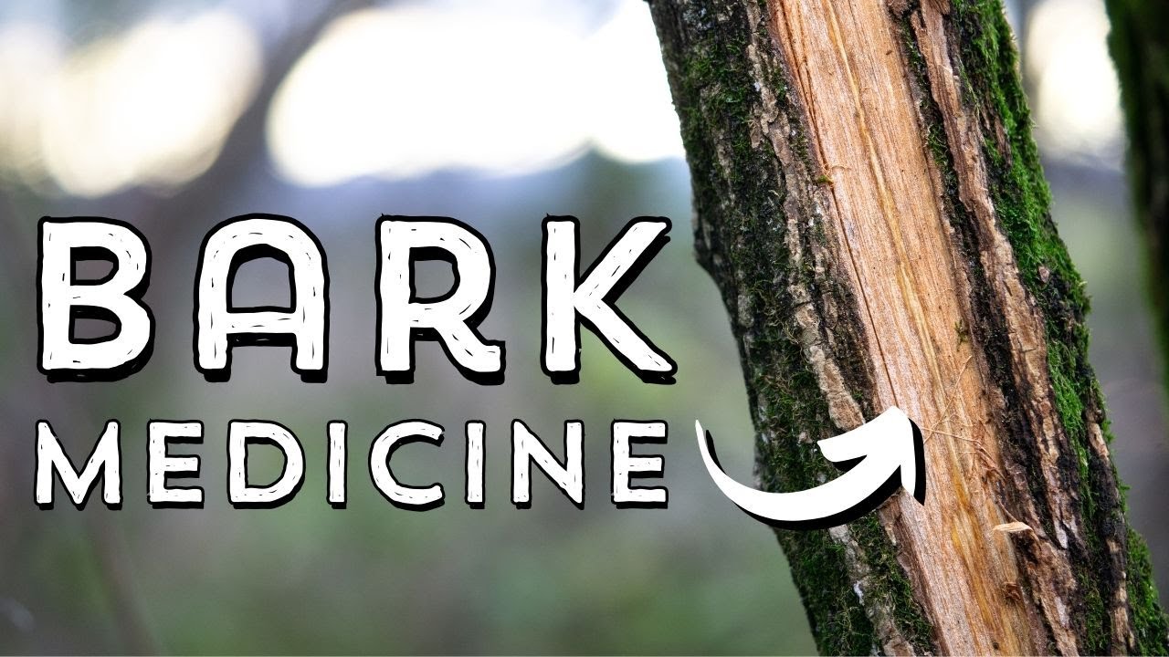 5 Medicinal Trees You Should Know! (for Winter)