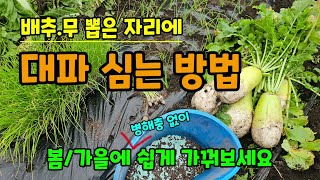 봄가을 배추/무 뽑은 자리에 대파 심는방법 이렇게 심으면 병해충 없이 잘 자랍니다 #대파키우기