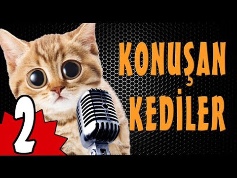🤣🤣🤣 Konuşan Kediler 2 - Komik Kedi Videoları 🤣🤣🤣